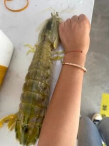 jumbo Mantis Shrimp Live Seafood Shipped with Oxygen Packs photo review