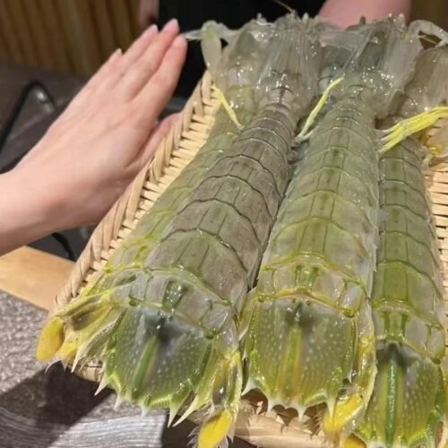 jumbo Mantis Shrimp Live Seafood Shipped with Oxygen Packs